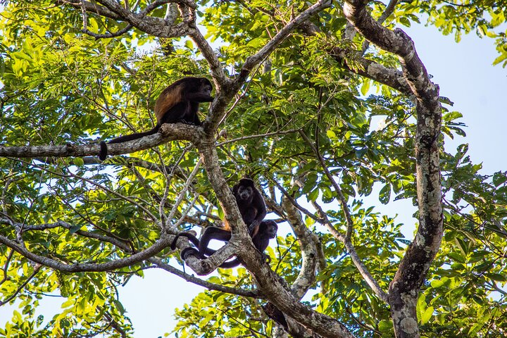Tamarindo Estuary: Kayak Monkey Tour - Photo 1 of 2